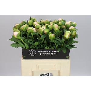 Paeonia Colonel Owen Cousins