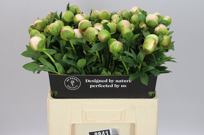 <h4>Paeonia Colonel Owen Cousins</h4>