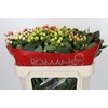Hypericum Rainbow Romance Spray