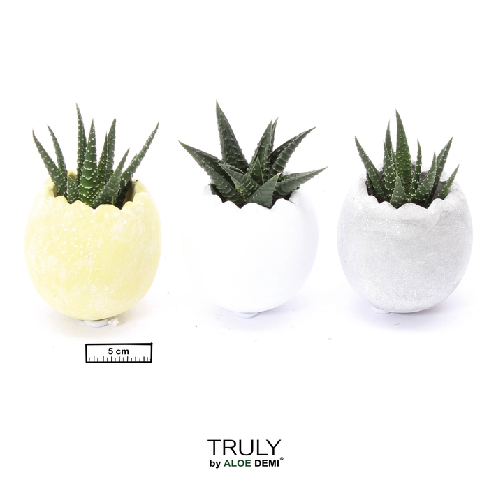 <h4>TRULY Succulent, Egg - mini</h4>