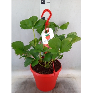 Fragaria vesca