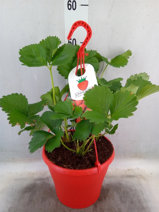 <h4>Fragaria vesca</h4>
