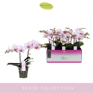 PHAL OPTI MYMONRO MAKE-UP 2 SPIKE