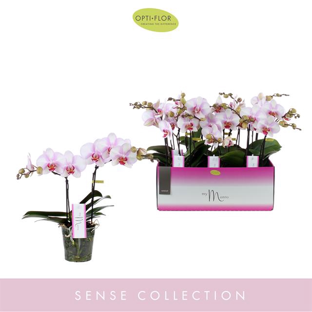 PHAL OPTI MYMONRO MAKE-UP 2 SPIKE
