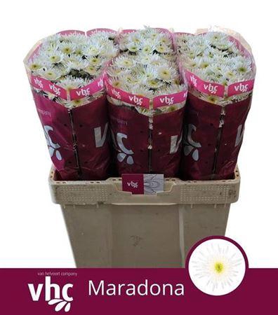 <h4>Chr S Maradona</h4>