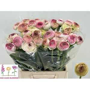 Ran Aazur Pink Stripe