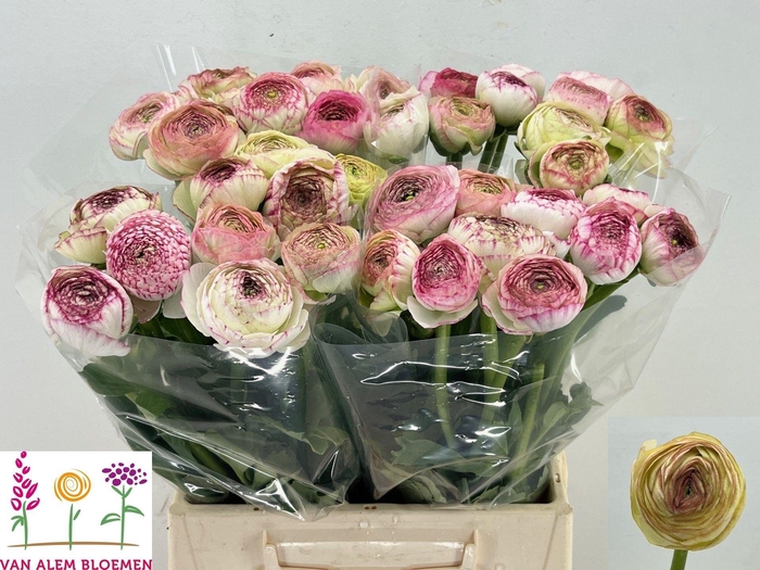 <h4>RAN AAZUR PI STRIPE</h4>