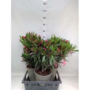 Nerium oleander   ...