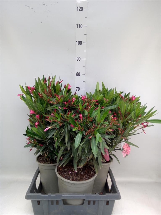 <h4>Nerium oleander   ...</h4>