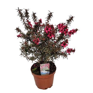 Leptospermum Op Stam Red