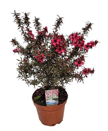 Leptospermum Op Stam Red