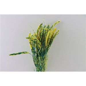 Dried Artz Setaria Van Gogh Bunch