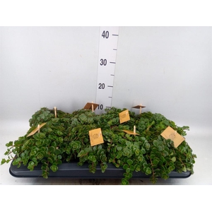 Sedum makinoi 'Kosmosje'