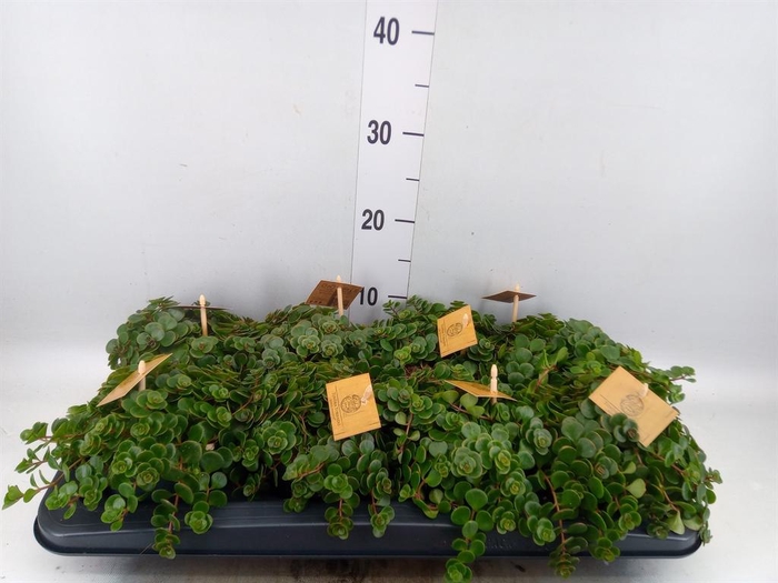 <h4>Sedum makinoi 'Kosmosje'</h4>