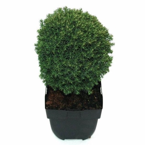 Thuja occidentalis 'Teddy' P17