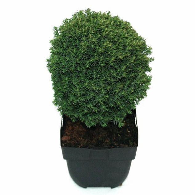 <h4>Thuja occidentalis 'Teddy' P17</h4>