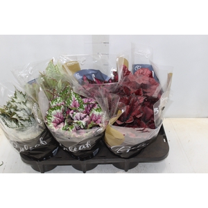 BEGONIA BELEAF P15 PO