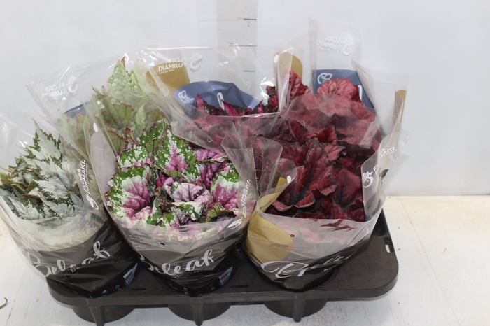 BEGONIA BELEAF P15 PO