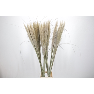 Cortaderia