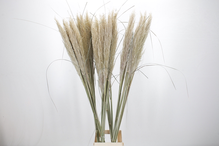 <h4>Cortaderia</h4>