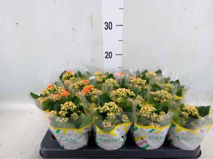 <h4>Kalanchoe blos. 'Calandiva Hawn'</h4>