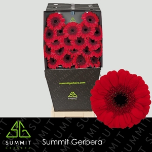 Germini Red Ruby Diamond