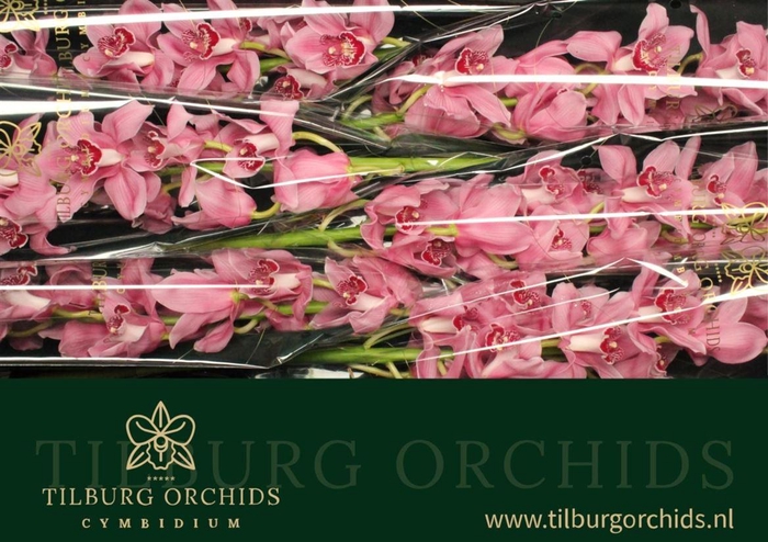 <h4>Cymb T Fireglow</h4>