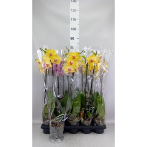 Phalaenopsis   ...mix