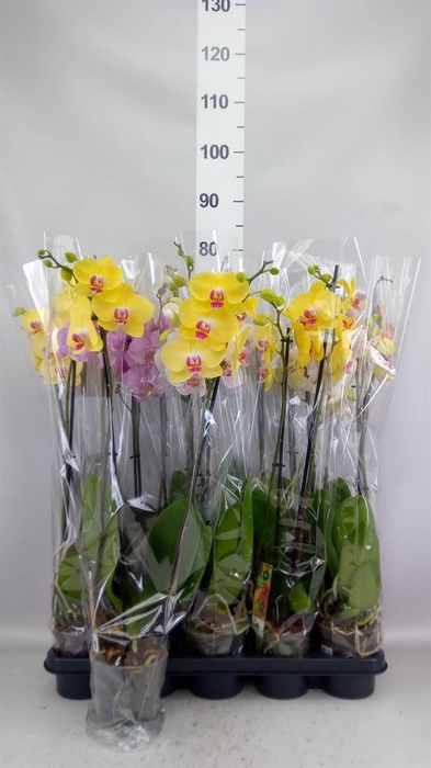<h4>Phalaenopsis   ...mix</h4>