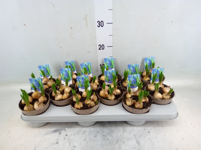 <h4>Muscari  'Big Smile'</h4>