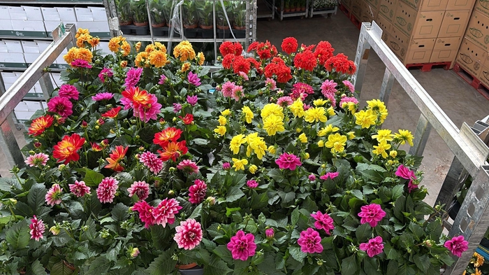 <h4>DAHLIA ROYAL GEM</h4>