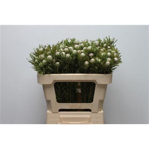Leucad Silver Pearl