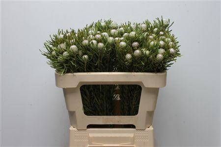 <h4>Leucad Silver Pearl</h4>