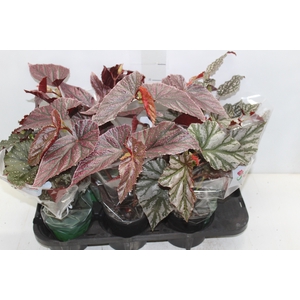 BEGONIA KANE P13 VARIADO