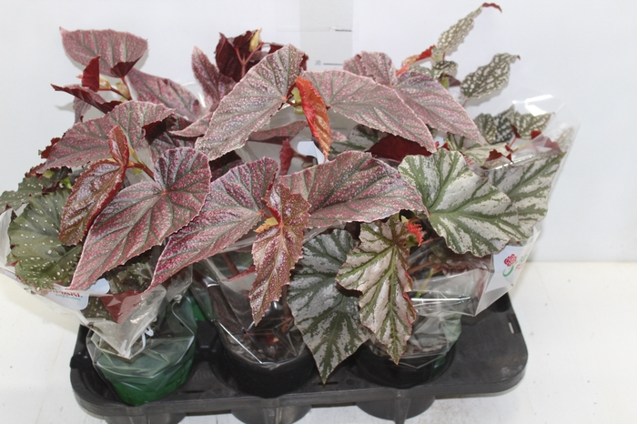 <h4>BEGONIA KANE P13 VARIADO</h4>