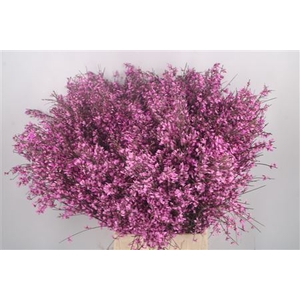 Ginster Lilac Per Bunch