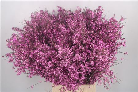 <h4>Ginster Lilac Per Bunch</h4>