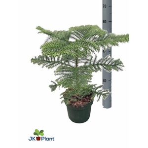 Araucaria Heterophylla 21Ø 56cm 1pp