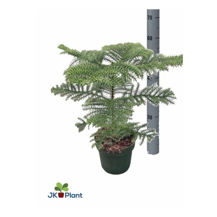 <h4>Araucaria Heterophylla 21Ø 56cm 1pp</h4>