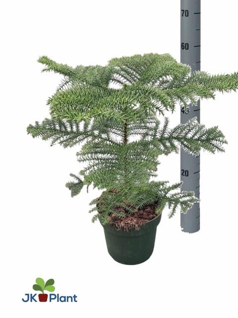 Araucaria Heterophylla 21Ø 56cm 1pp