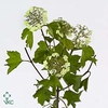 Viburnum Opulus Bloeiend