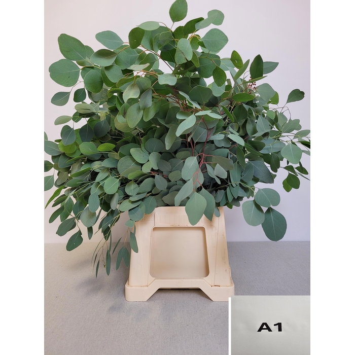 <h4>EUC POPULUS PB</h4>