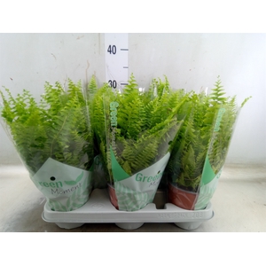 Nephrolepis exal. 'Green Moment'