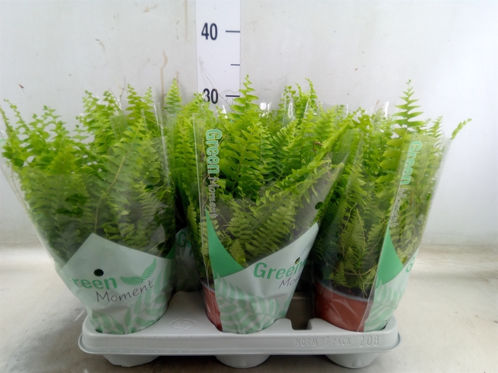 <h4>Nephrolepis exal. 'Green Moment'</h4>