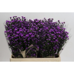 AST ASTEE M BABY PIN