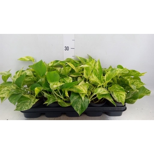 Epipremnum pinn. 'Marble Queen'