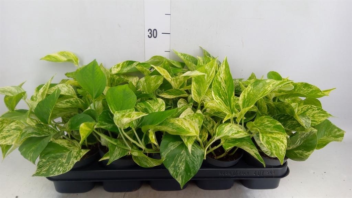 <h4>Epipremnum pinn. 'Marble Queen'</h4>