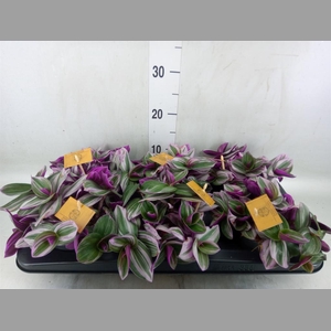 Tradescantia cerinth. 'Nanouk'