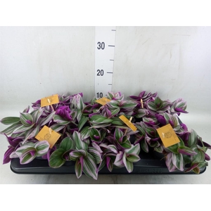 Tradescantia cerinth. 'Nanouk'