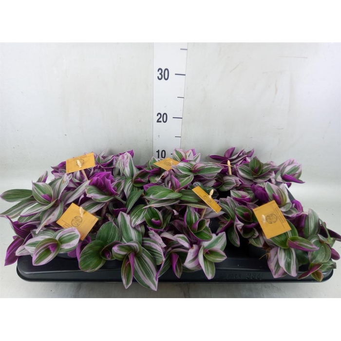 <h4>Tradescantia cerinth. 'Nanouk'</h4>